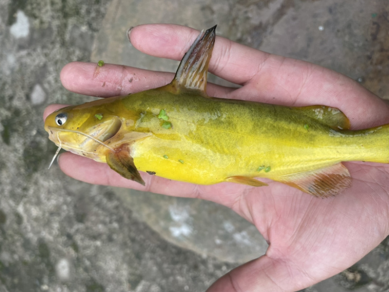 黄骨鱼黄颡量大货足
