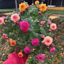 雏菊阳台小菊盆栽雏菊菊多年生阳台花园植物带花发