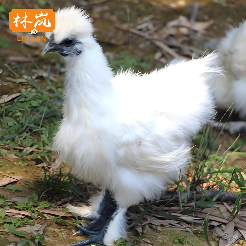 乌鸡鸡混