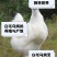 乌鸡鸡混