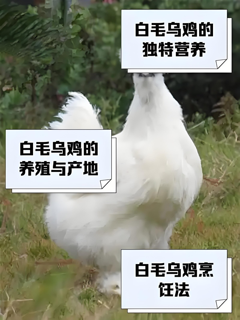 乌鸡鸡混