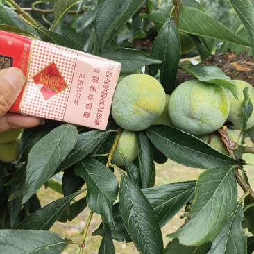 阿坝州茂县实力代办