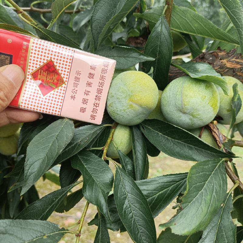 阿坝州茂县实力代办