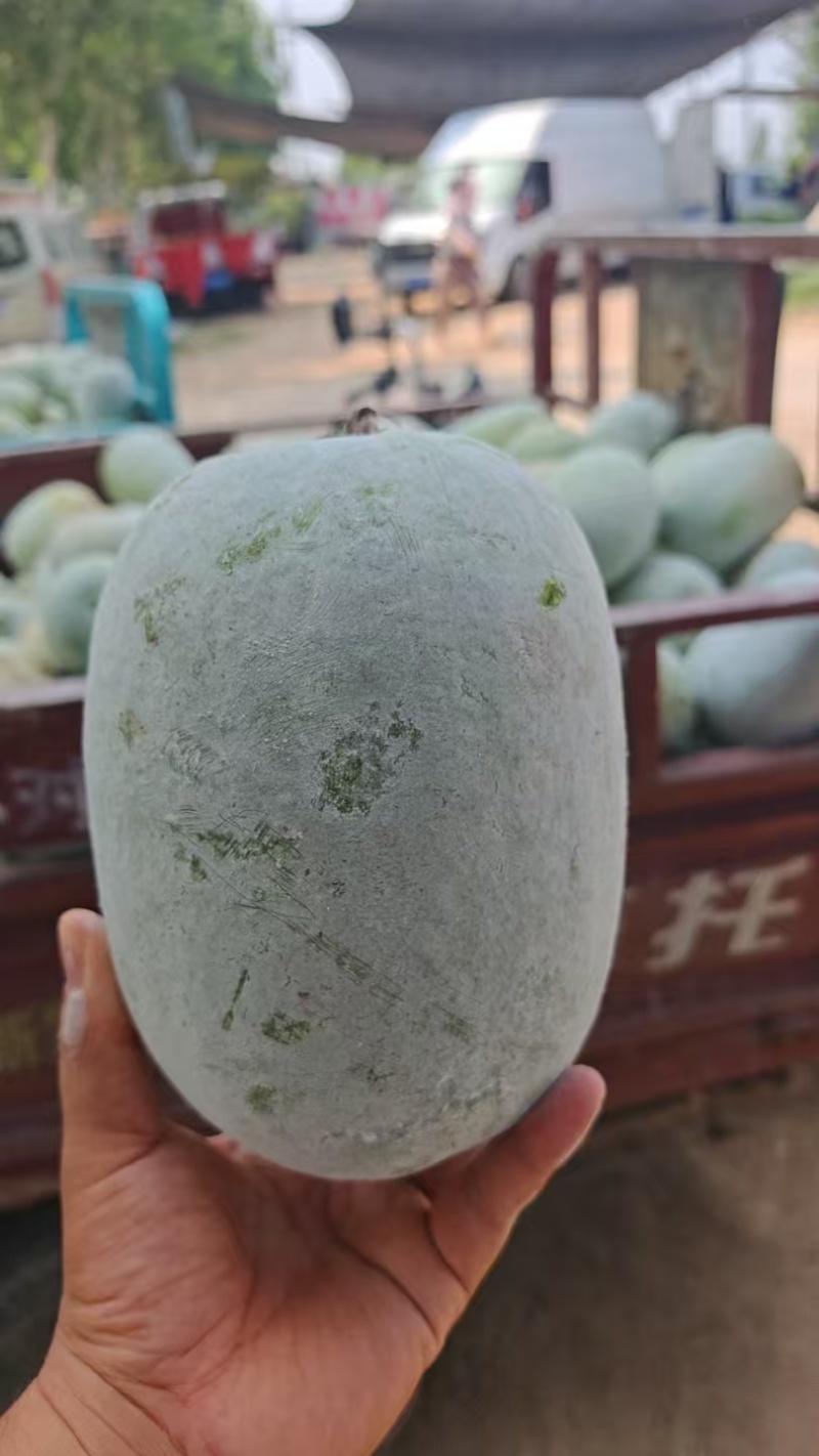 河南水果冬瓜/2—4斤/可按需分拣/质量三包/基地直发