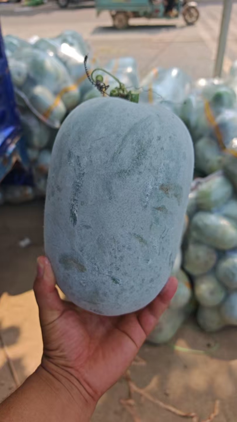 河南水果冬瓜/2—4斤/可按需分拣/质量三包/基地直发