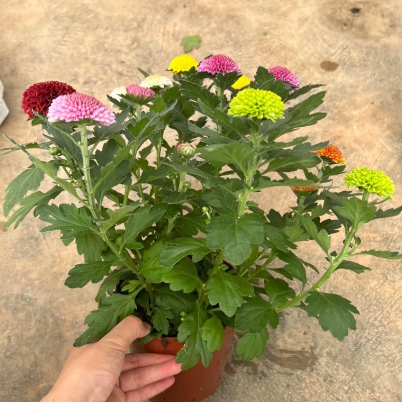 彩虹乒乓球菊盆栽室内客厅1花盆6个颜色带14厘米花盆彩色