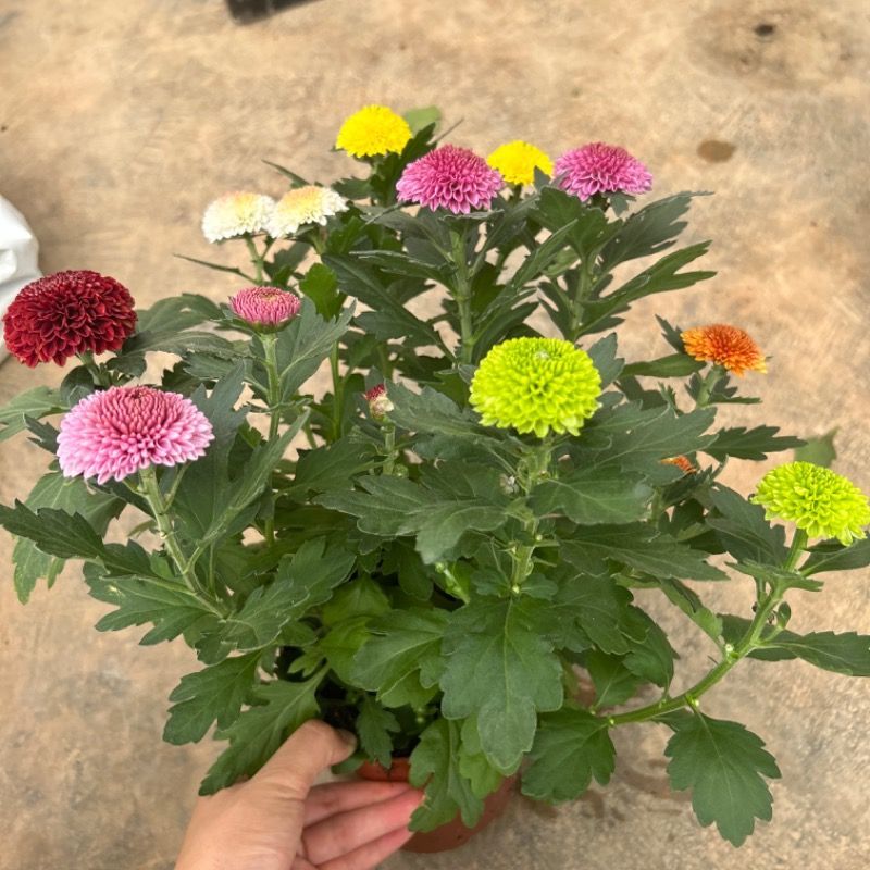 彩虹乒乓球菊盆栽室内客厅1花盆6个颜色带14厘米花盆彩色