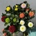 彩虹乒乓球菊盆栽室内客厅1花盆6个颜色带14厘米花盆彩色