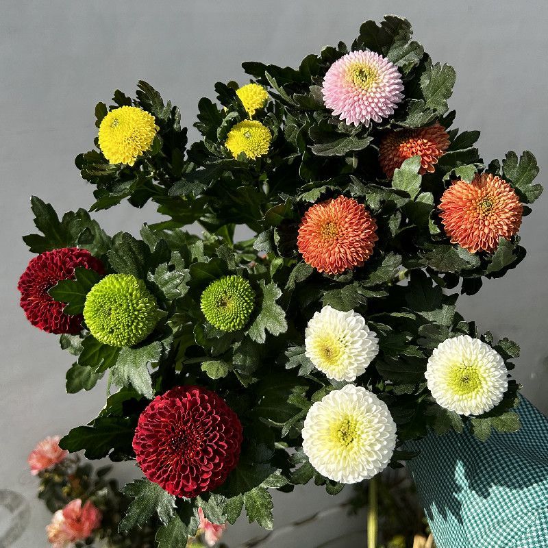 彩虹乒乓球菊盆栽室内客厅1花盆6个颜色带14厘米花盆彩色