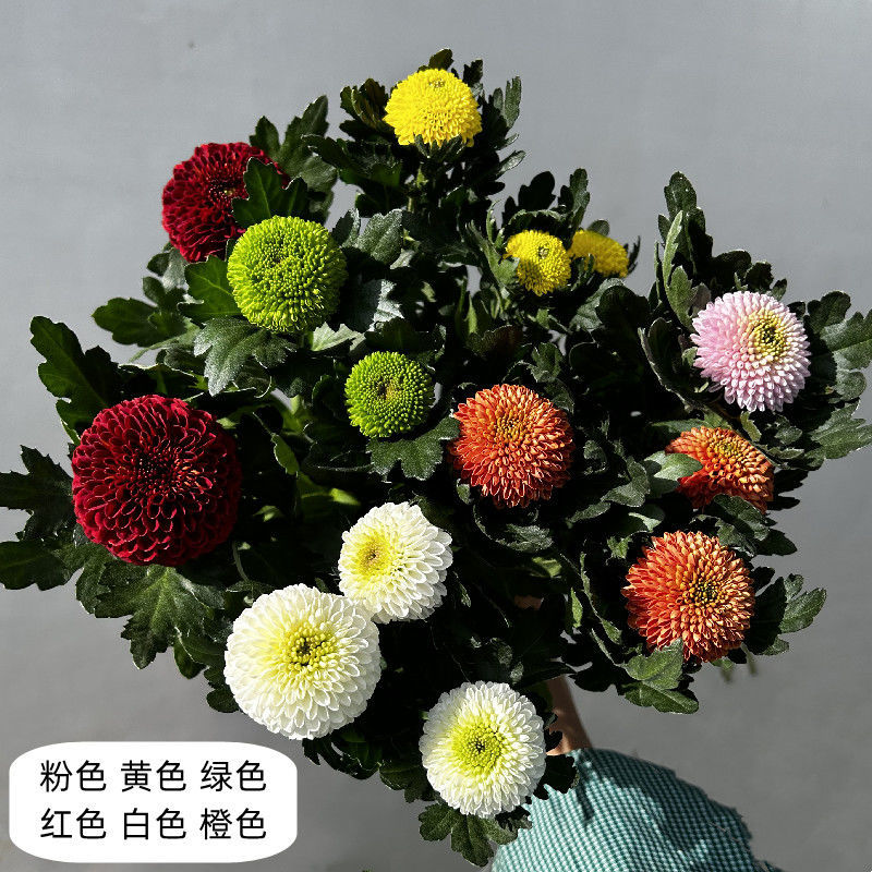 彩虹乒乓球菊盆栽室内客厅1花盆6个颜色带14厘米花盆彩色