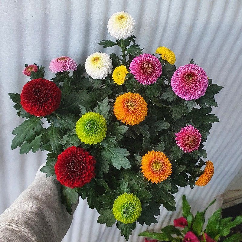 彩虹乒乓球菊盆栽室内客厅1花盆6个颜色带14厘米花盆彩色
