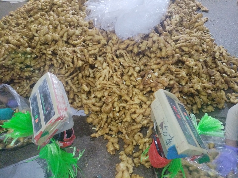 山东大黄姜，水洗姜，泥姜，姜巴子，全国发货