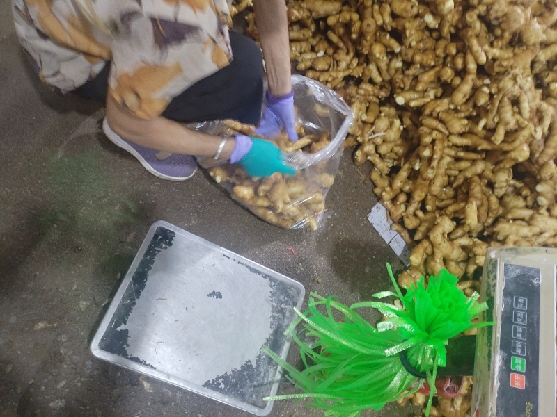 山东大黄姜，水洗姜，泥姜，姜巴子，全国发货