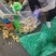 山东大黄姜，水洗姜，泥姜，姜巴子，全国发货