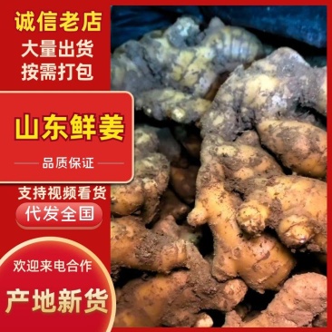 山东鲜姜大量上市，红芽姜，老姜，大黄姜一手货源可视频看