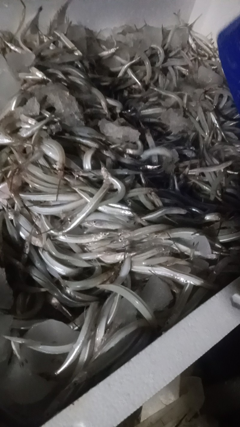 针鱼