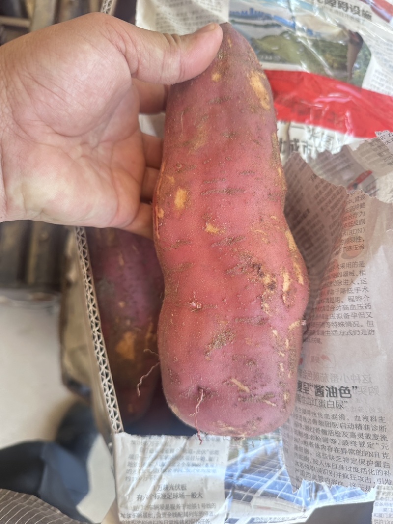 工厂货，西瓜红蜜薯工厂货