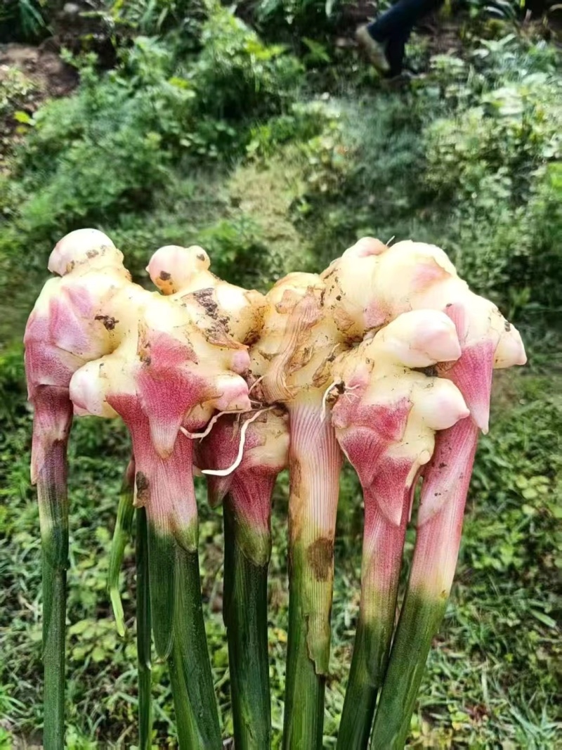 云南黄姜