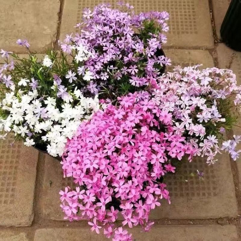 芝樱花苗丛生福禄考多年生冬天地被植物盆栽阳台庭院花园耐寒花卉