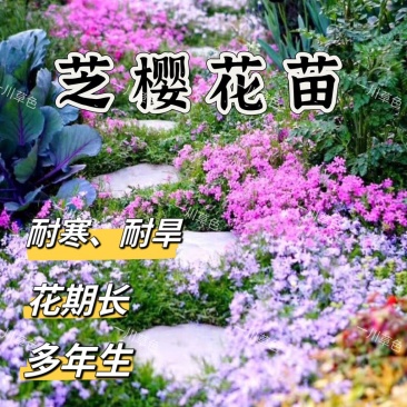 芝樱花苗丛生福禄考多年生冬天地被植物盆栽阳台庭院花园耐寒花卉
