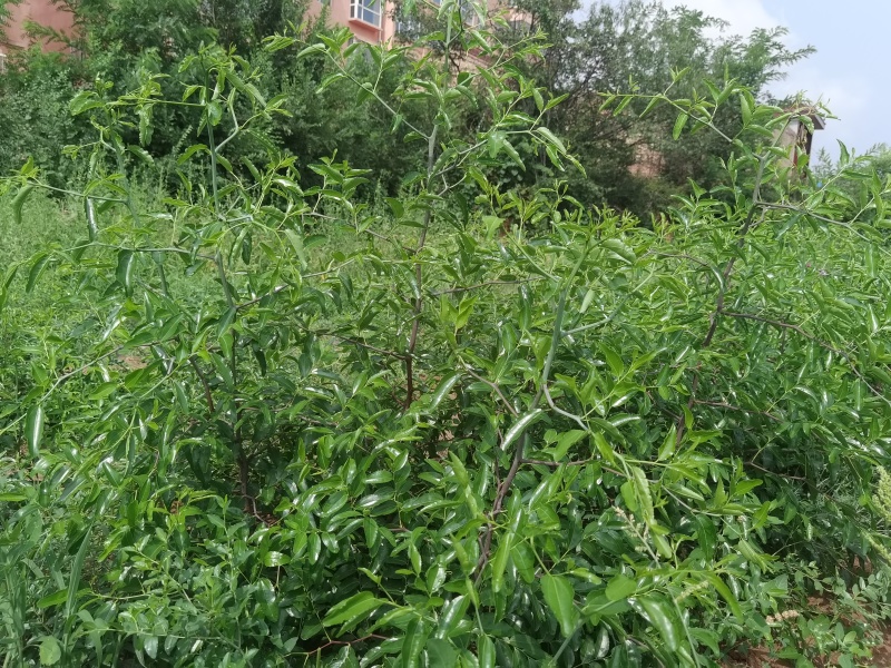 冬枣苗，现挖现卖当年结果，一代，二代，品种纯正，质量好