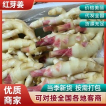 【红芽姜】山东昌乐直发优质生姜仔姜规格齐全全国发