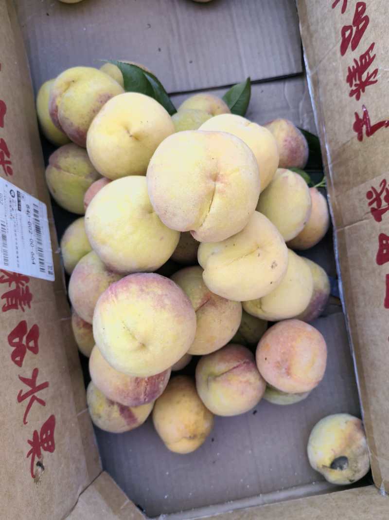 广安岳池30亩黄桃基地，太和黄桃品种，口感好