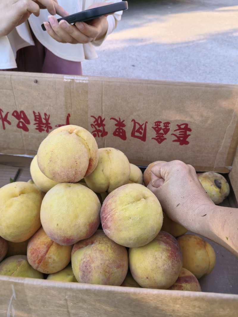 广安岳池30亩黄桃基地，太和黄桃品种，口感好