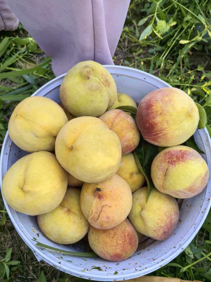 广安岳池30亩黄桃基地，太和黄桃品种，口感好