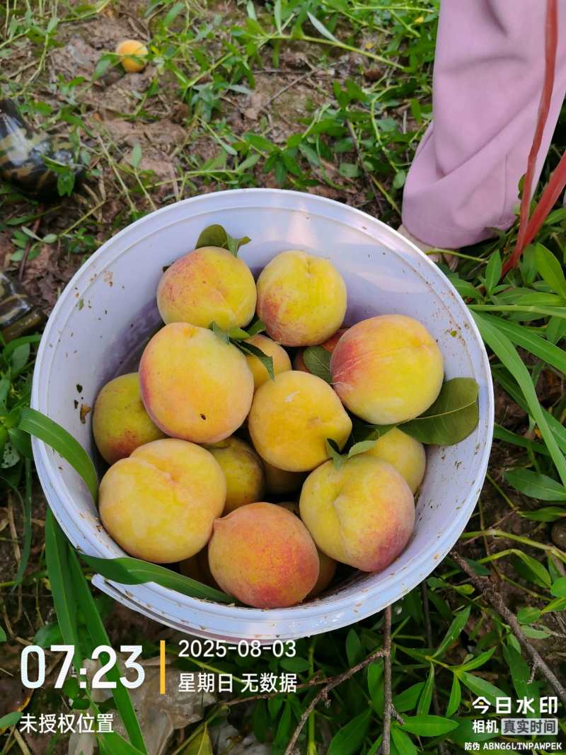 广安岳池30亩黄桃基地，太和黄桃品种，口感好