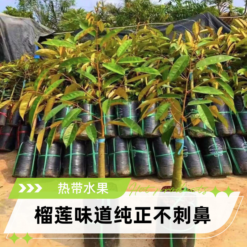 正宗金枕猫山王黑刺榴莲树苗嫁接优良品种