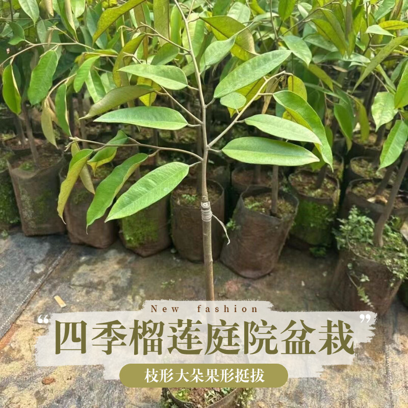 正宗金枕猫山王黑刺榴莲树苗嫁接优良品种