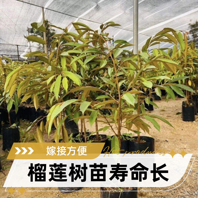 正宗金枕猫山王黑刺榴莲树苗嫁接优良品种