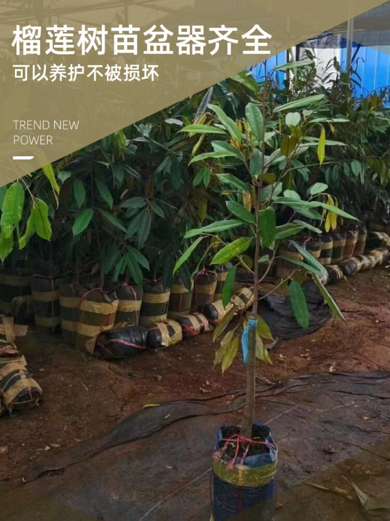 正宗金枕猫山王黑刺榴莲树苗嫁接优良品种
