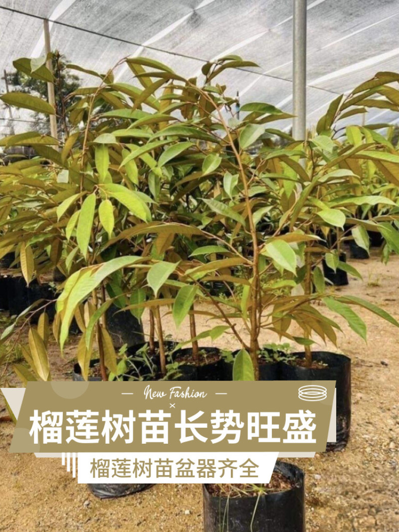 正宗金枕猫山王黑刺榴莲树苗嫁接优良品种