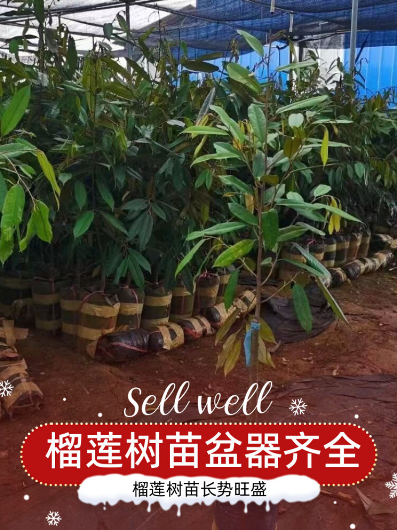 正宗金枕猫山王黑刺榴莲树苗嫁接优良品种