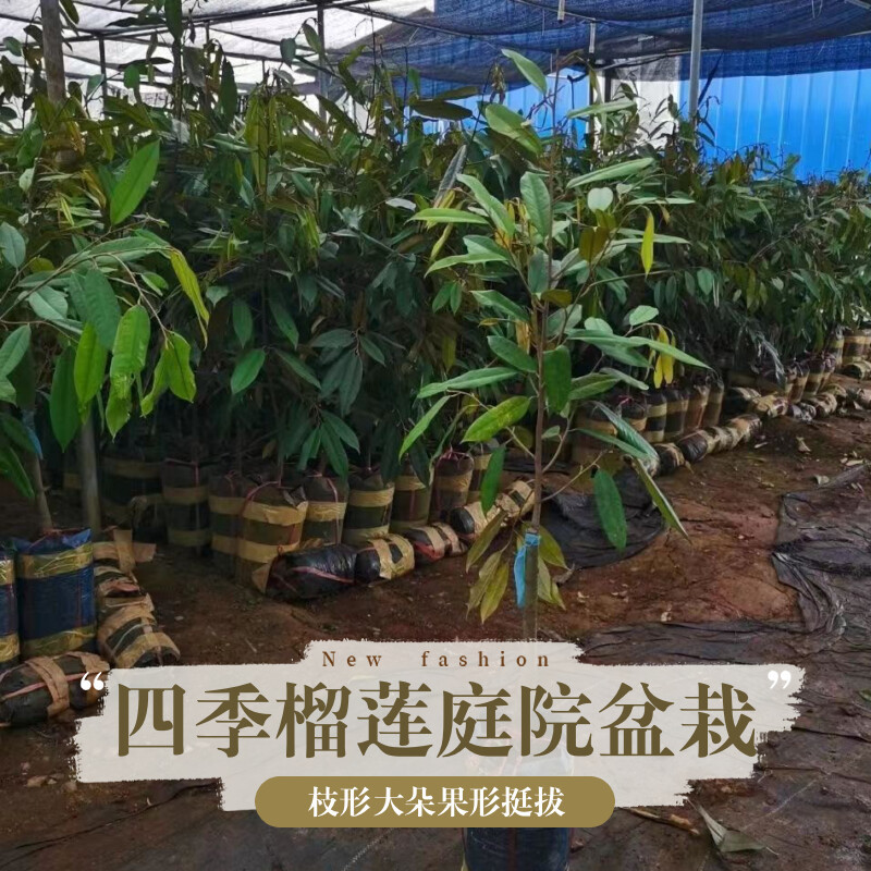 正宗金枕猫山王黑刺榴莲树苗嫁接优良品种