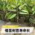 正宗金枕猫山王黑刺榴莲树苗嫁接优良品种