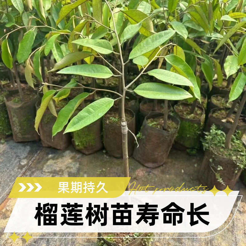 正宗金枕猫山王黑刺榴莲树苗嫁接优良品种