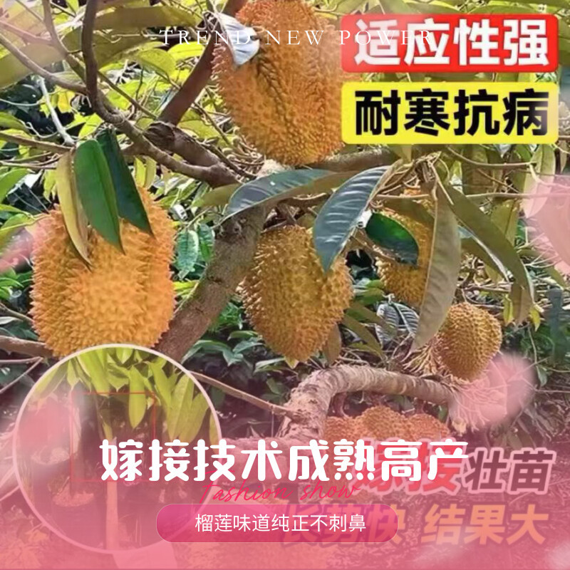 正宗金枕猫山王黑刺榴莲树苗嫁接优良品种