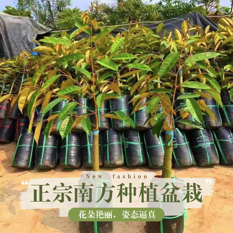 正宗金枕猫山王黑刺榴莲树苗嫁接优良品种