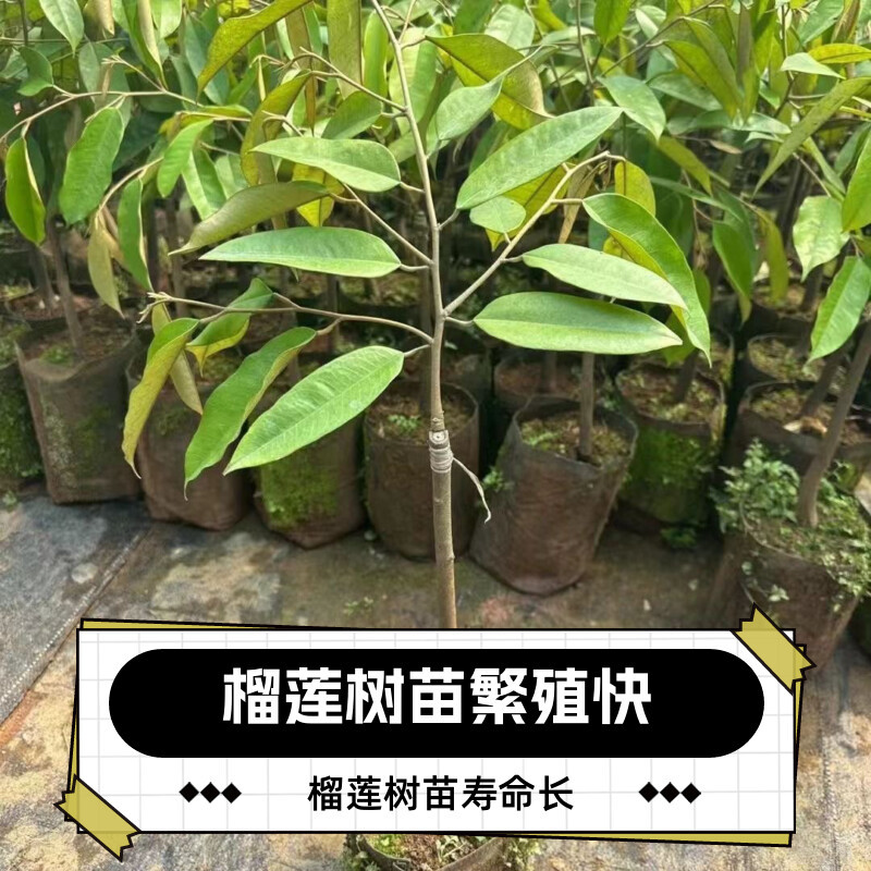 正宗金枕猫山王黑刺榴莲树苗嫁接优良品种