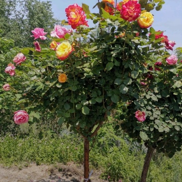 苗圃大量出售4公分独杆月季