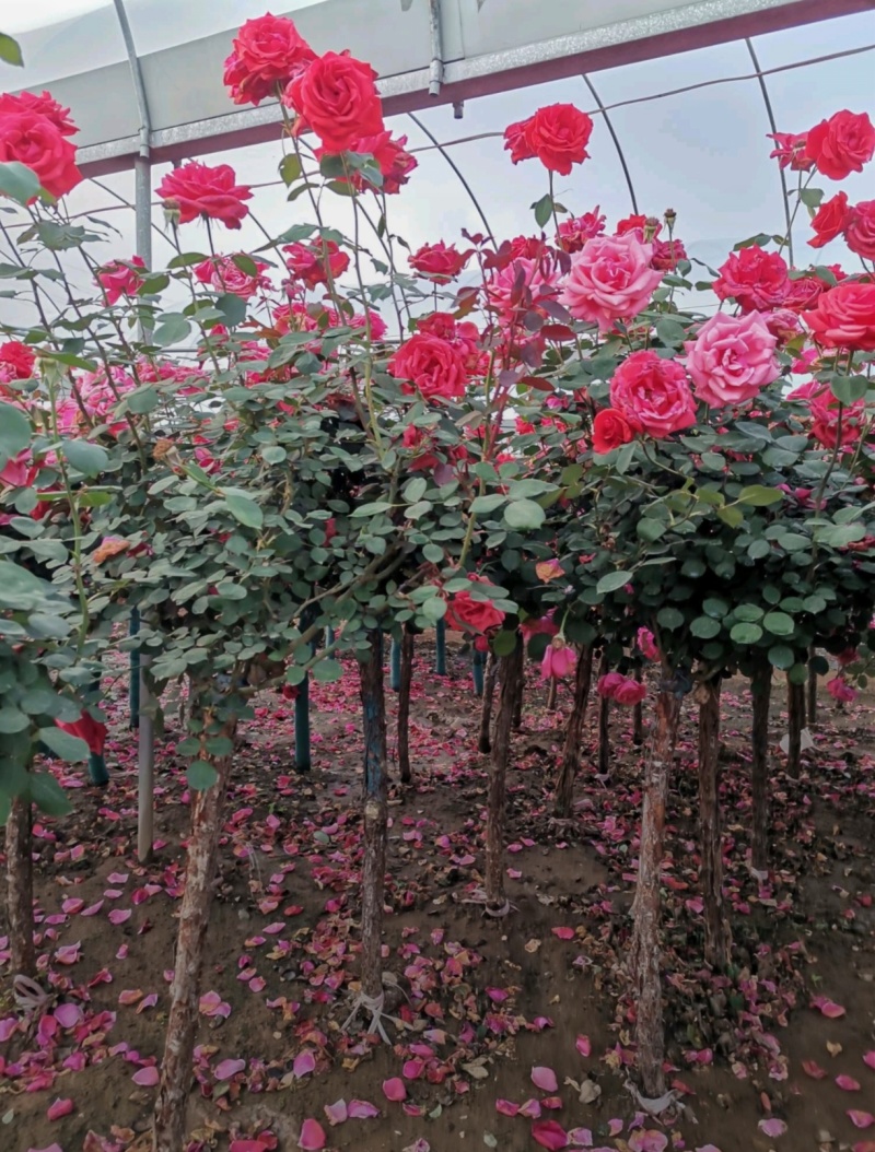 苗圃大量出售4公分独杆月季