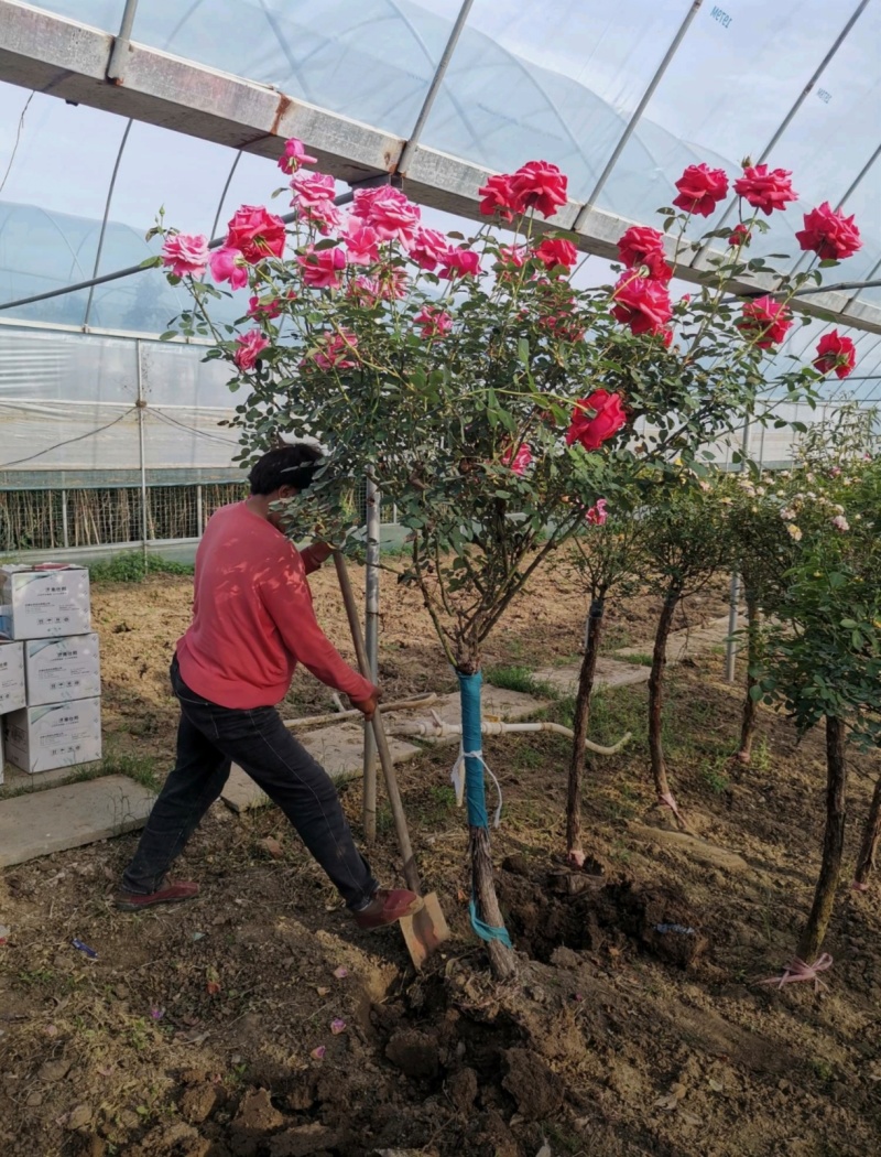 苗圃大量出售4公分独杆月季