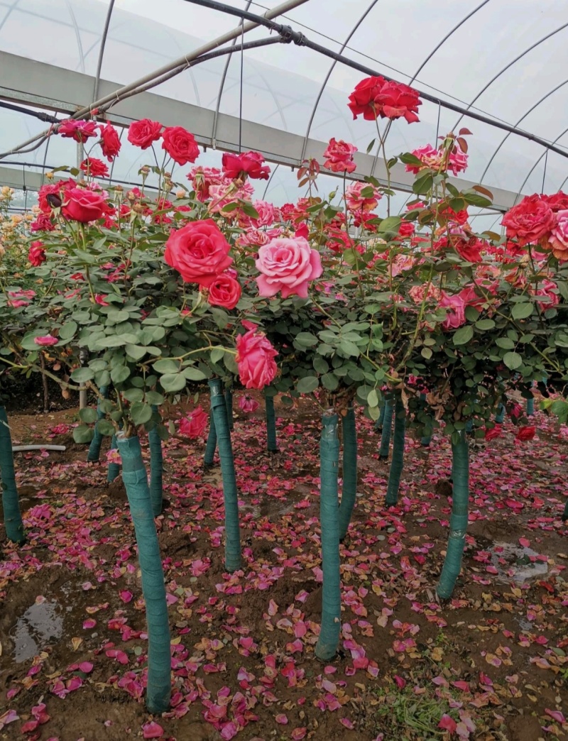 苗圃大量出售4公分独杆月季