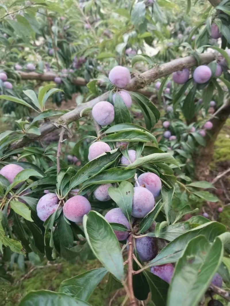 代收小翠红，西梅