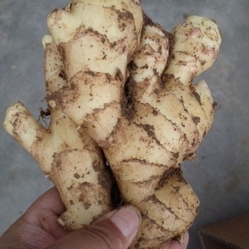 咸菜姜红芽姜大量上市，黄姜鲜姜仔姜品种齐全