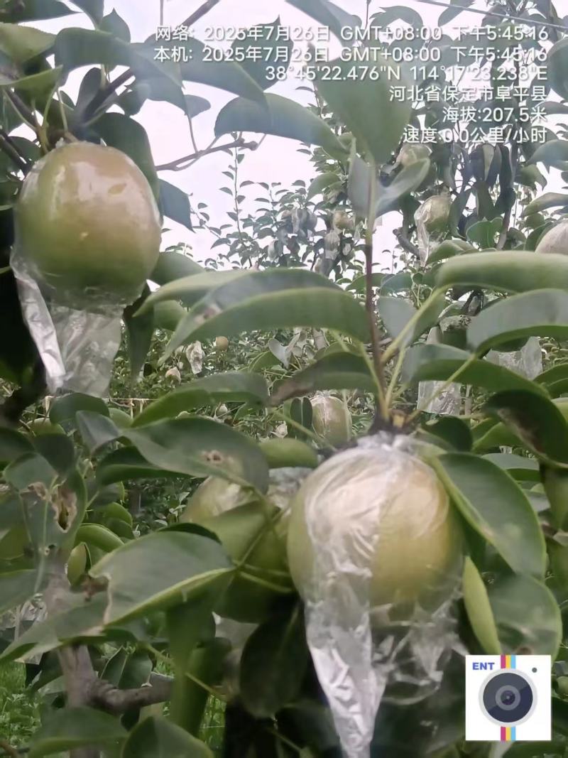 新梨七号梨百亩果园直发代发全国