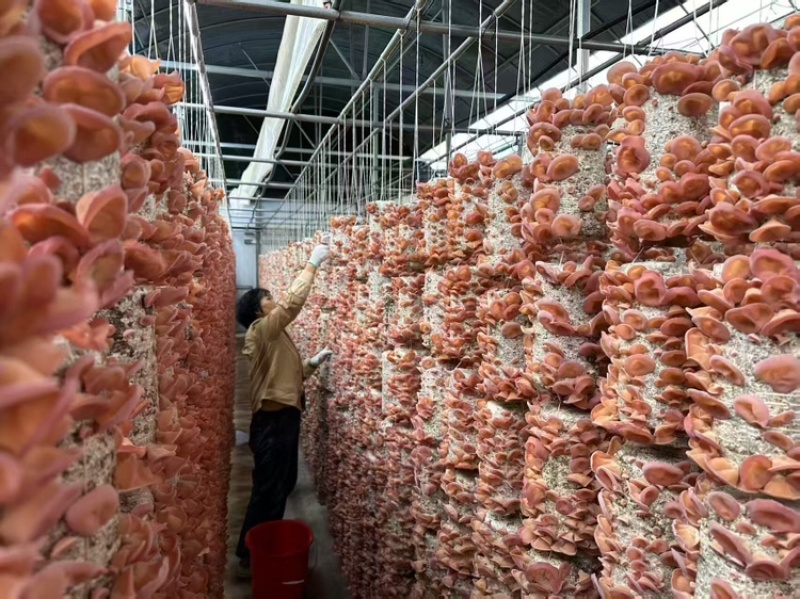 蘑菇粉耳菌菇基地直销量大价优质优支持视频看货采购